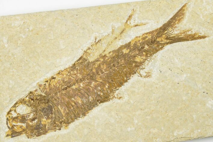 4.4" Detailed Fossil Fish (Knightia) - Wyoming